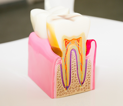 Model of a tooth showing the layers and root canals inside of it